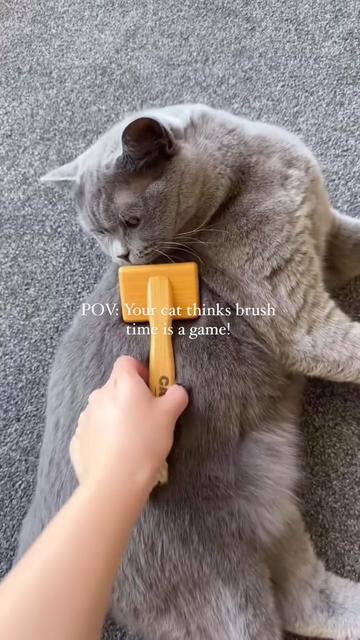 @CAT by Dr Lisa