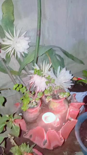 @sunita_thapa3