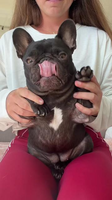 @Mabel the Frenchie