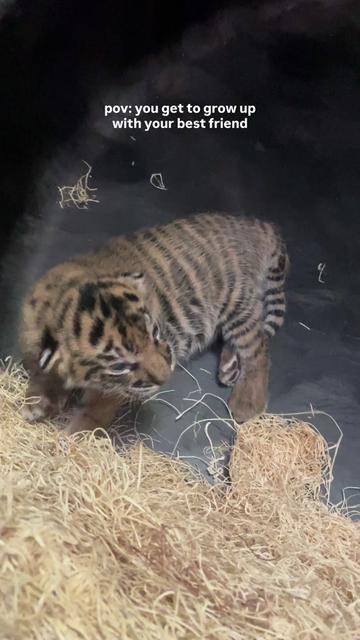 @memphiszoo