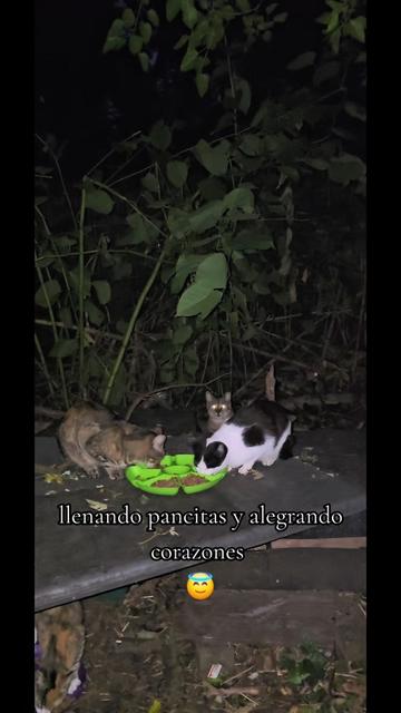 @🇲🇽Guli.Carrada 🐈⬛