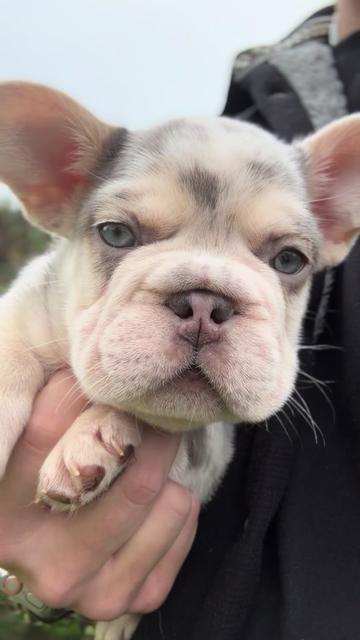 @TheFrenchieShop