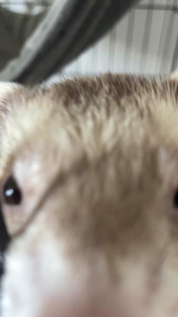 @F_u_r_e_t🐾✨🤍