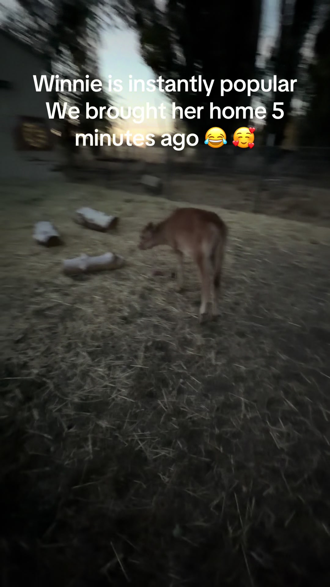 @WollamFarm