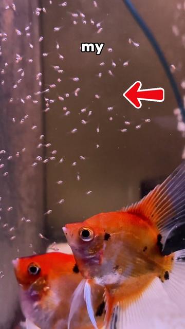 @ShrimplyTheBest