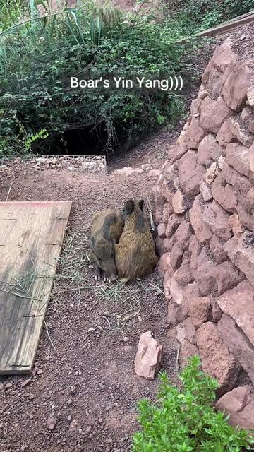 @Cute Boars