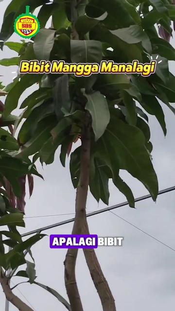 @Produksi Buah_SBS