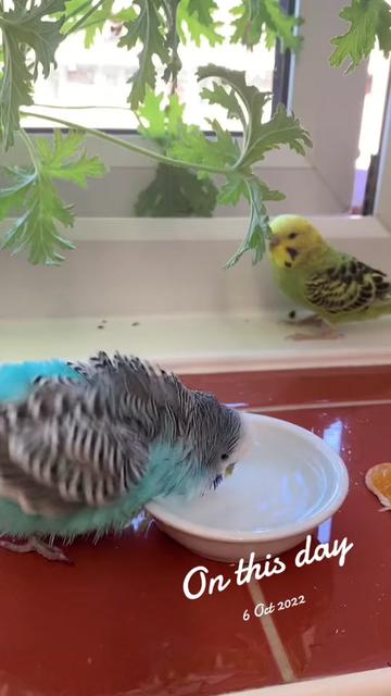 @Blu_the_budgie 🇹🇹