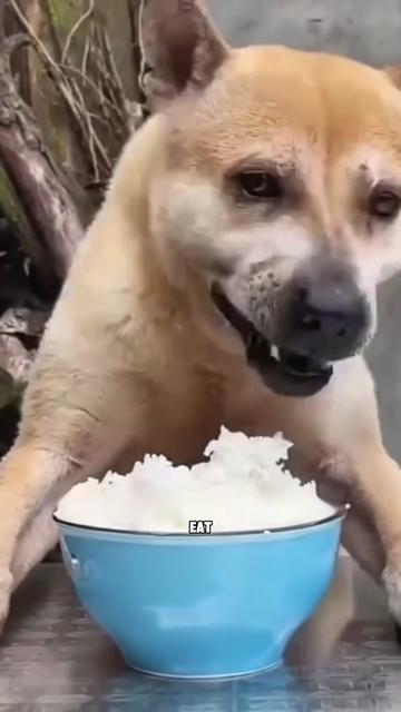 @ZoomieZoo