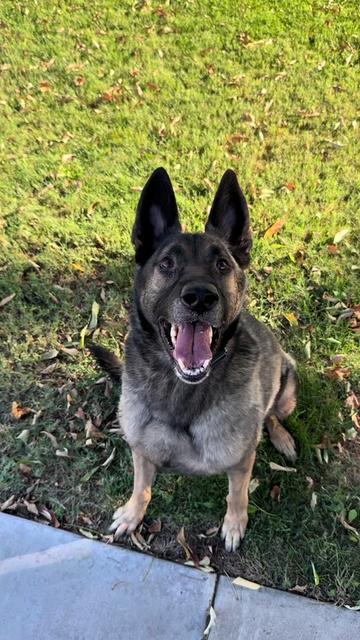 @Tactical K9s Dog Training
