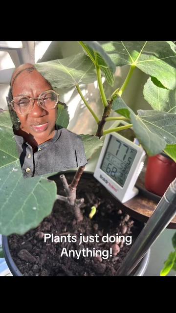 @greengirlgardens