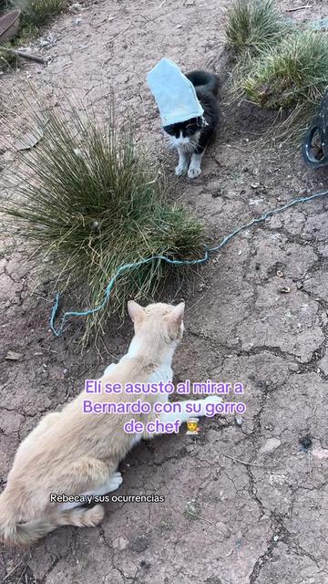 @🐈Rebeca y sus ocurrencias
