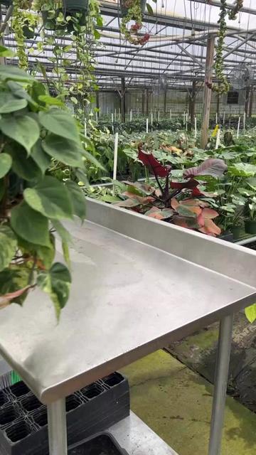 @BWH Plant Co