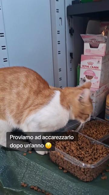 @luciadauria47