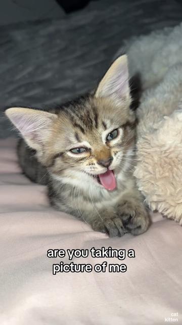 @Mia kittens