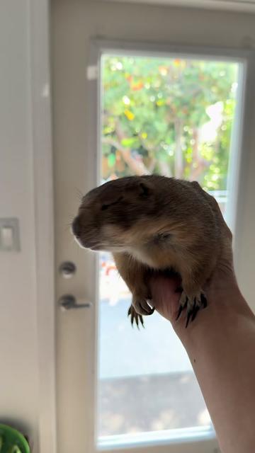 @Poppy the Prairie Dog