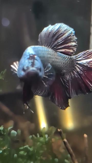 @Wicked Bettas