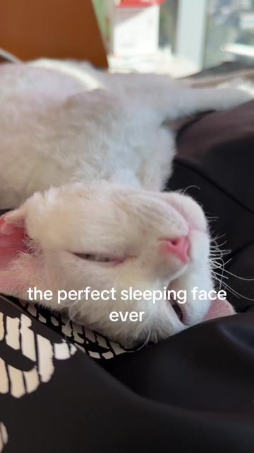 @KittyKingdomKing