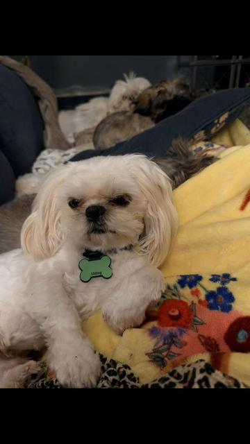 @Twilight Shih Tzu