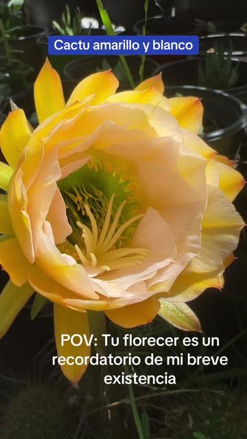 @Maria succulents 🕊️🐚