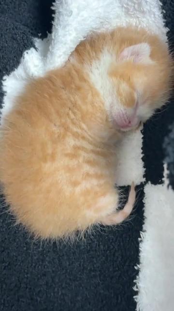 @kloutkittens