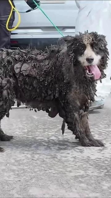 @AnimalWelfareGuy