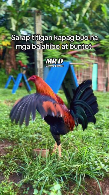@MR D Game Farm
