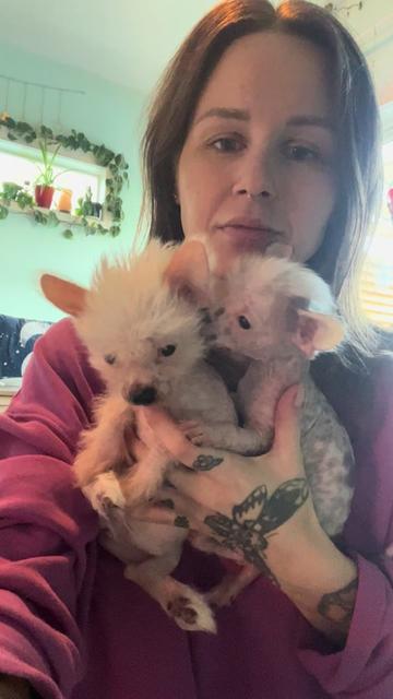 @Chinese Crested Cuties