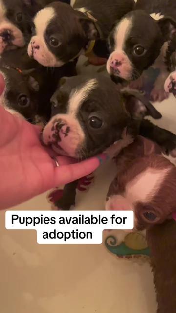 @Boston terrier puppies