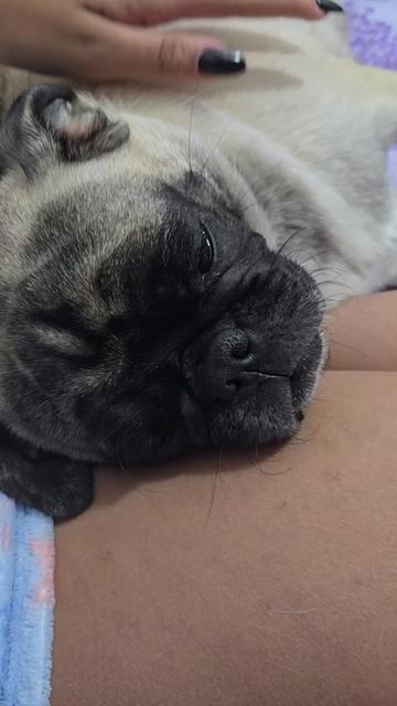 @Lizzylapug🐶🌸