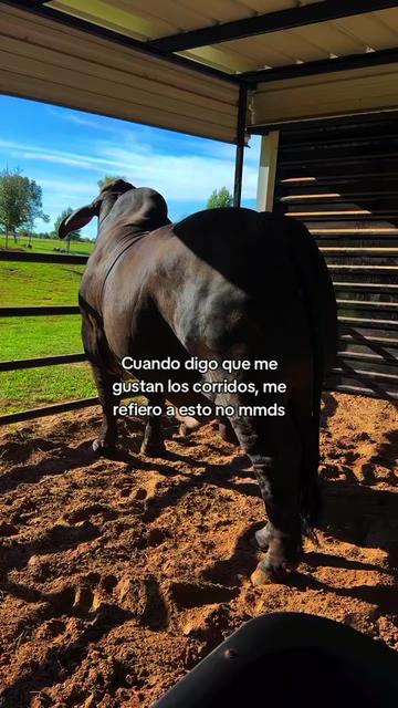 @Robin🐄🐄🤠🤠🐎🐎🇬🇹🇬🇹