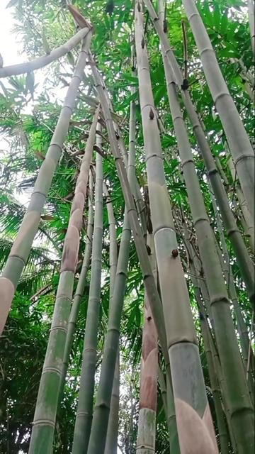 @Yến nhà quê