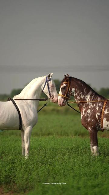 @SUNRISE STUD FARMS RAWALPINDI