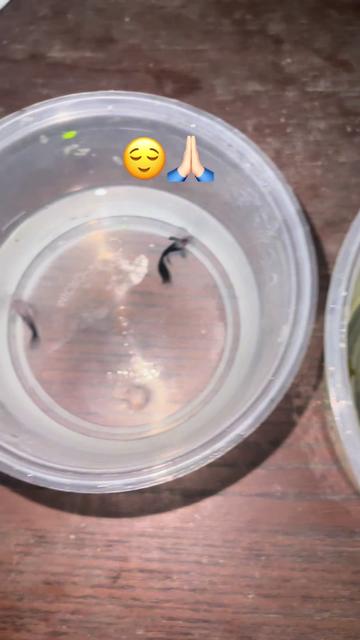 @RULL GUPPY MINI HOUSE🏘️