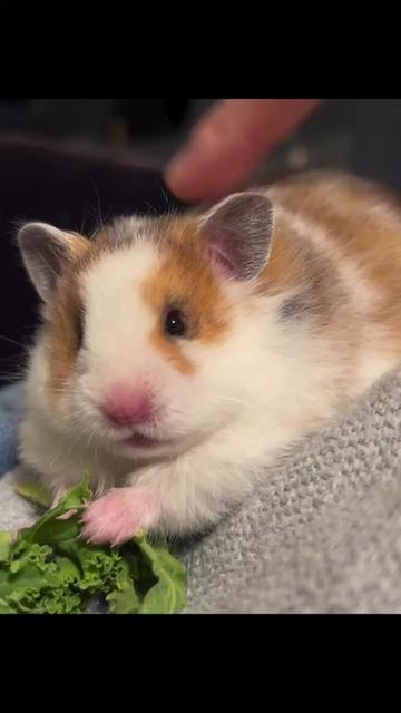 @Poppy Bee Hamstery