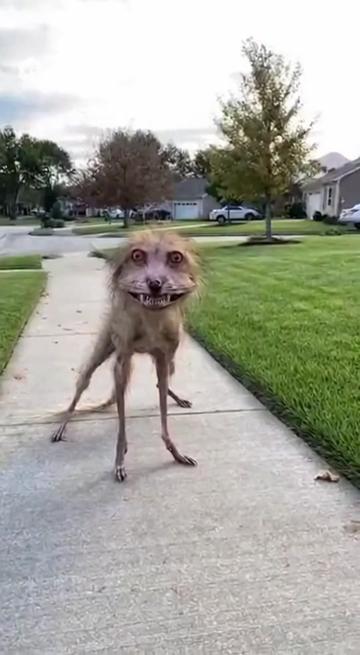 @soarai
