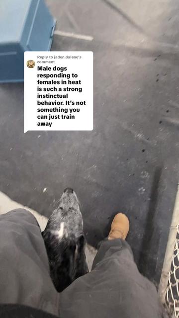 @Kavik.K9