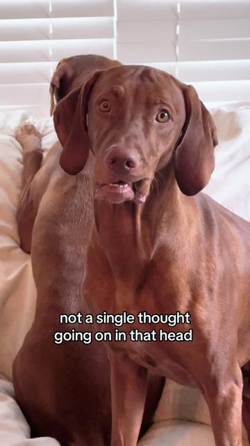 @Tycho the vizsla