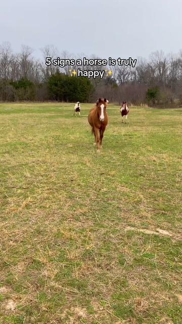 @The Gentle Barn | Sanctuary