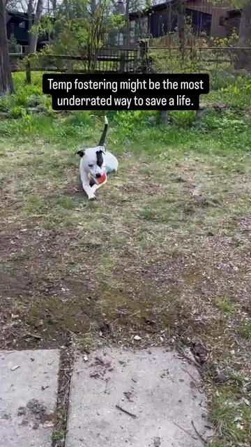 @Underdog Pet Rescue of WI