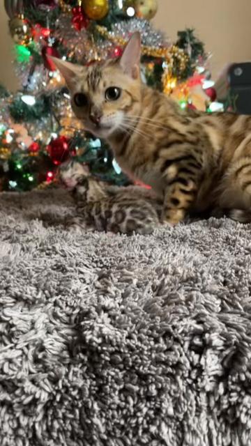 @Bengal Cats
