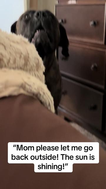 @HULK the mastiff