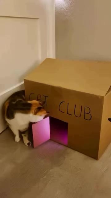 @funnyAnimals