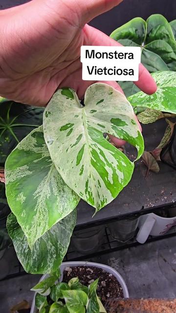 @LecaMagic