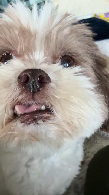 @My_4_Yorkies