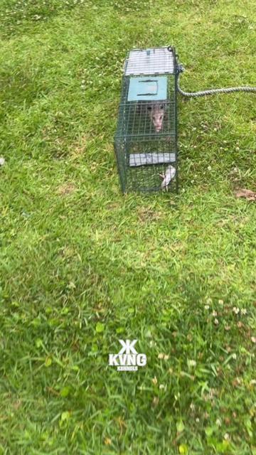 @KVNG KENNELS