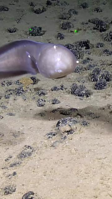 @Ocean Exploration Trust
