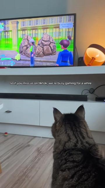 @Joep_the_ rescuecat