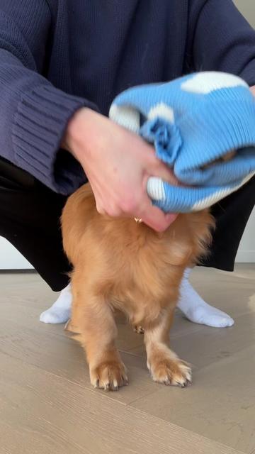 @cashewdachshund