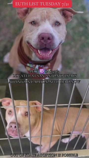 @@rescuedogs911